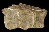 Fossil Fish (Ichthyodectes) Dorsal Vertebrae - Kansas #136477-1